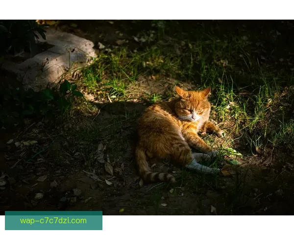 惊现哈基米广东四川赛场小猫闯